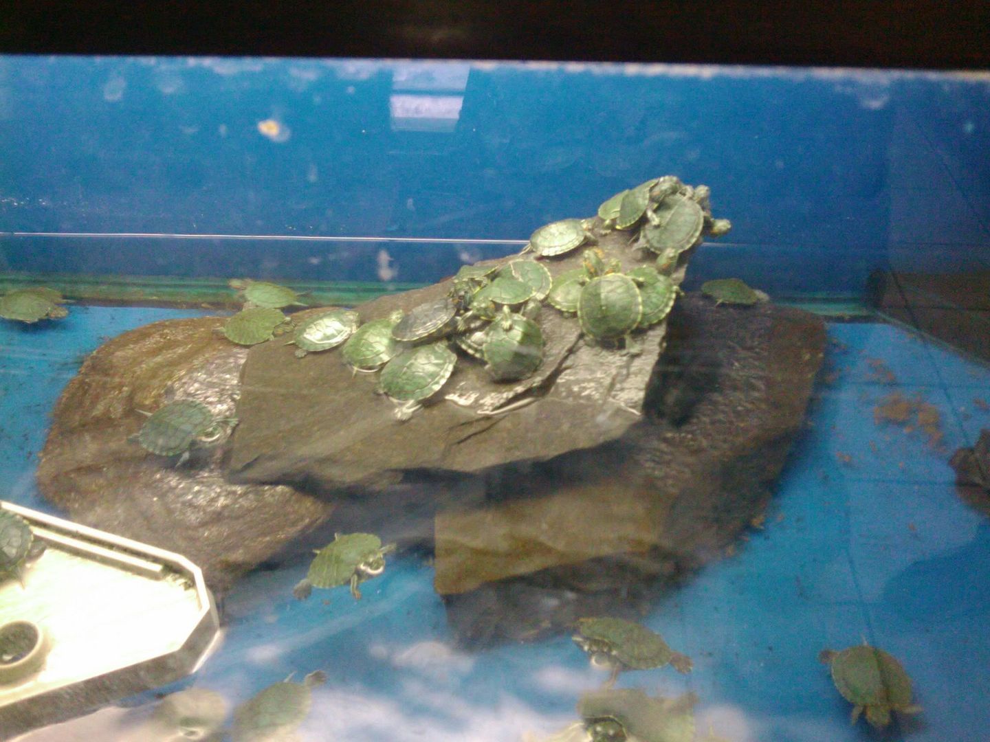 Pet Store selling hundreds of 1inch turltes in Aiken, SC General